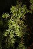 Westringia fruticosa 'Variegata' RCP8-09 039.jpg